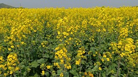 油菜花