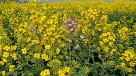 油菜花