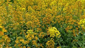 油菜花
