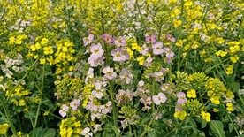 油菜花