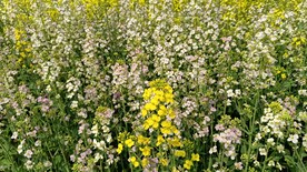 油菜花