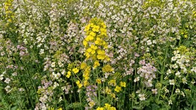 油菜花