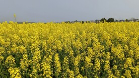 油菜花
