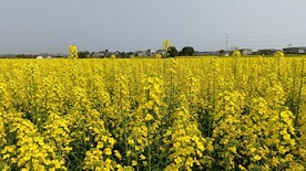 油菜花