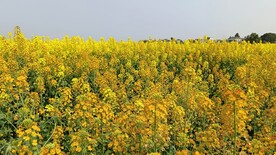 油菜花