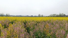 油菜花