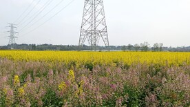 油茶花