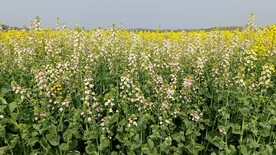 油菜花