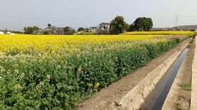 油茶花