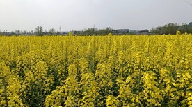 油菜花