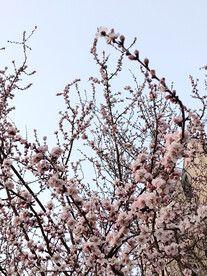 春天粉色桃花繁花盛开