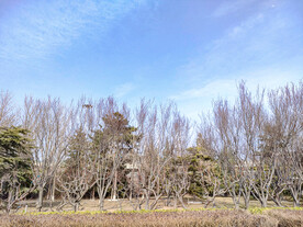 蓝天白北方冬天冬季你绿化带树木