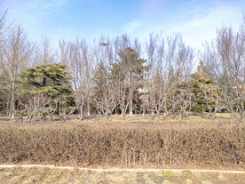 北方冬季绿化带草木