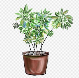 卡通植物