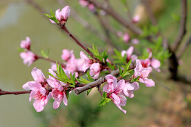 粉色桃花枝