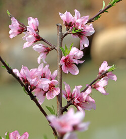桃花枝