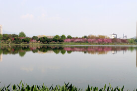 爱莲湖湿地公园
