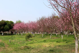 桃花林