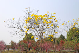爱莲湖湿地公园