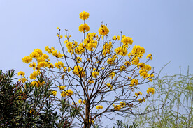 风铃花