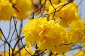风铃花特写