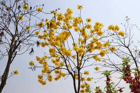 风铃花树