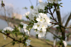 李花
