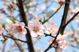 桃花特写