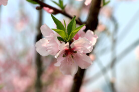 桃花特写