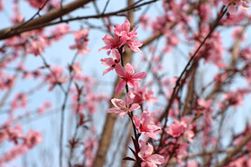 粉色桃花