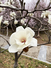 玉兰