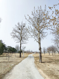 北方冬季树木小路枯黄的草坪