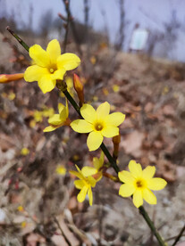 黄色迎春花花开