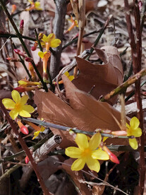 北方春天迎春花花开