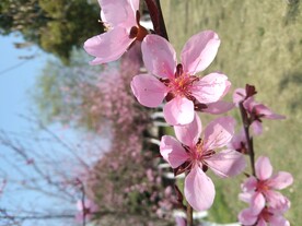 桃花 春天