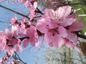桃花开了