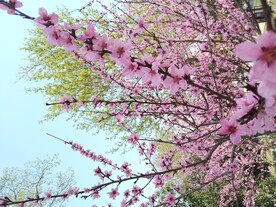 春天