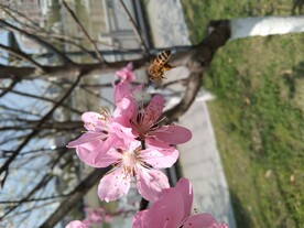 开花了