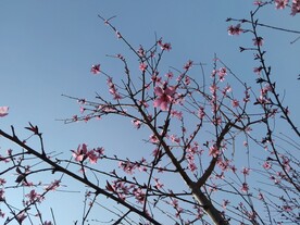 蓝天桃花