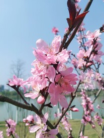 桃花开