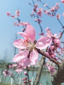 桃花