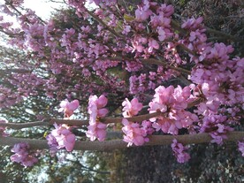 公园的花