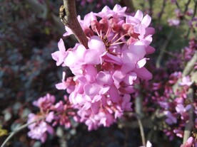 花束