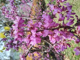 花开了