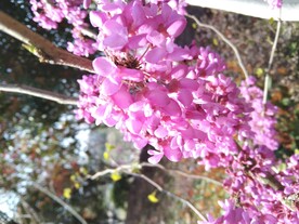 花簇花团