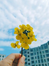 油菜花
