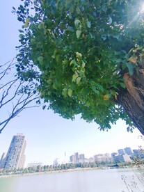 绿树底下
