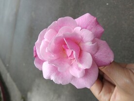 花朵