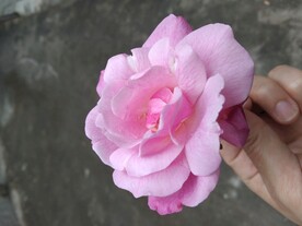 粉花朵
