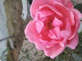月季花